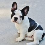 buldog frances