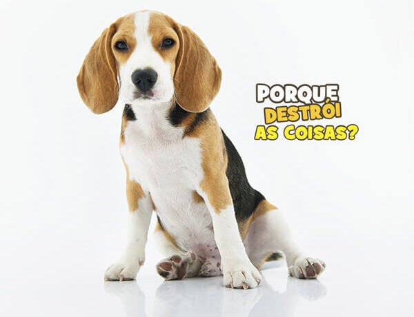 conversa blog