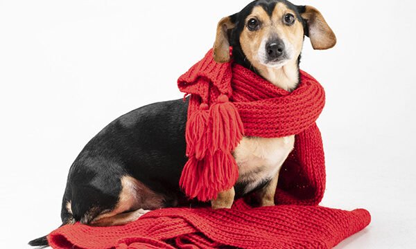 roupas de frio para cachorro