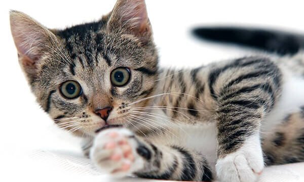 blog gatos curiosidades