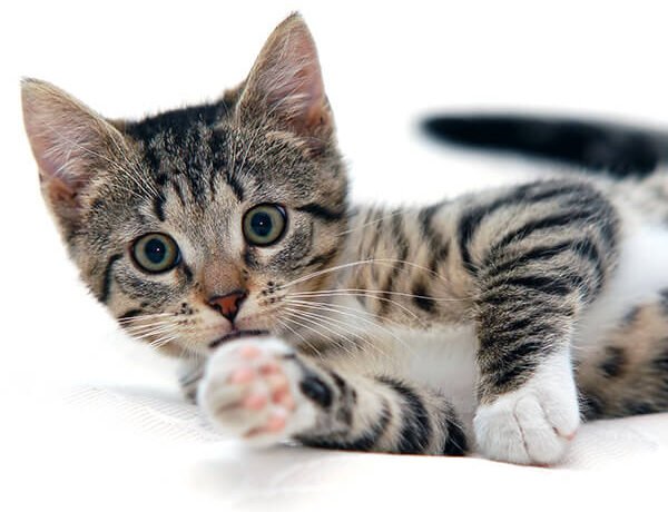 blog gatos curiosidades