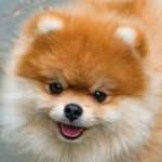 As 6 melhores raças de cachorro para apartamento