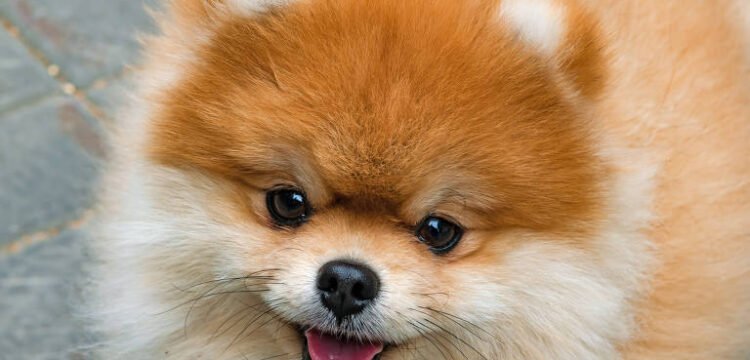 As 6 melhores raças de cachorro para apartamento