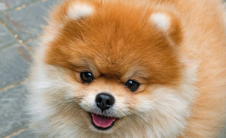 As 6 melhores raças de cachorro para apartamento