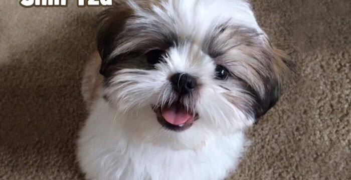blog racas shihtzu