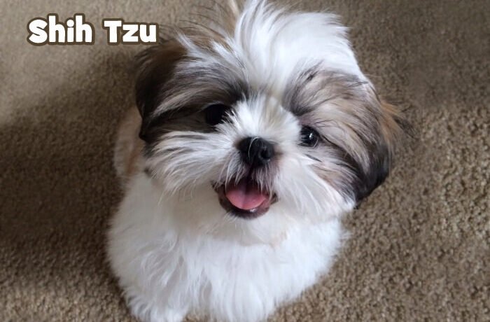 blog racas shihtzu