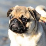 pug 01 2