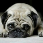 pug 01 4