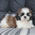shih tzu fotos 1