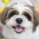 shih tzu fotos 2