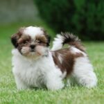 shih tzu fotos 3