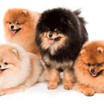 spitz 1
