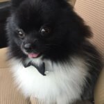spitz 3