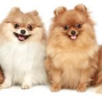 spitz 5