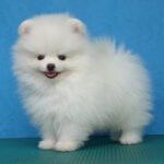 spitz 6