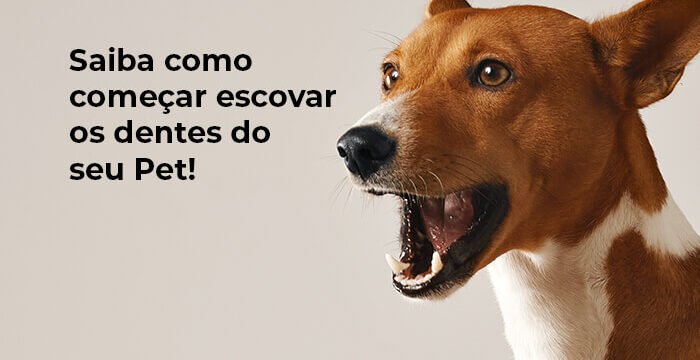 blog escovacao