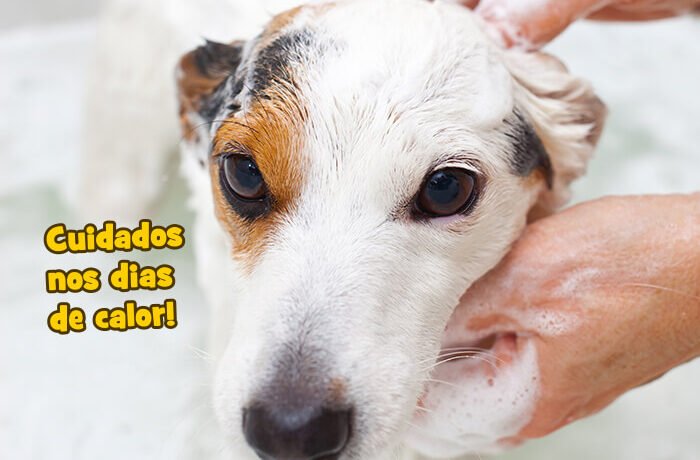 cuidados nos dias de calor
