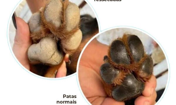 cachorrinho lambe as patas