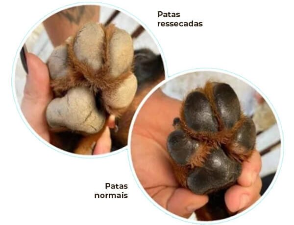cachorrinho lambe as patas