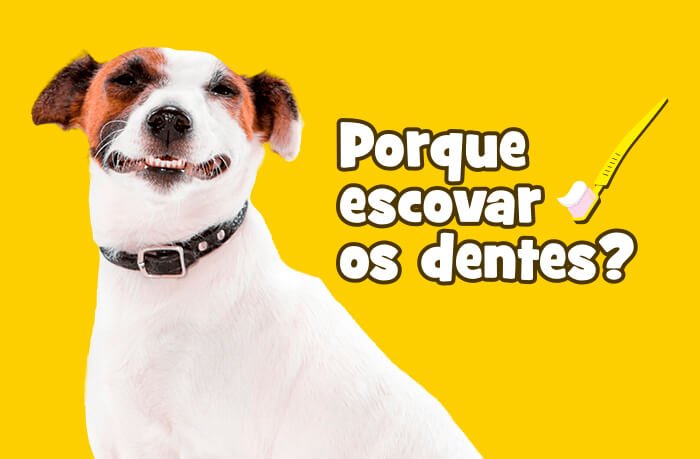 Porque escovar os dentes dos Pets?