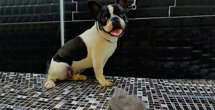 Remoção de pelos mortos em pets