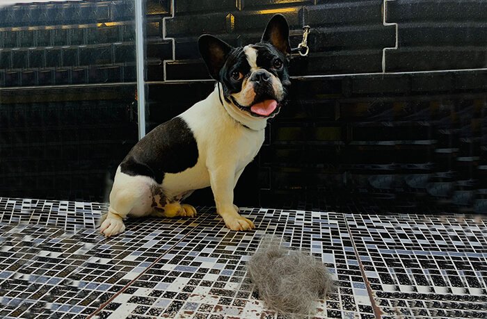 Remoção de pelos mortos em pets