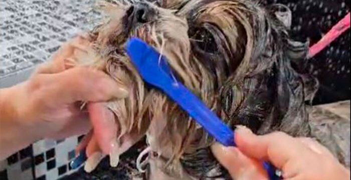 higiene bucal nos pets