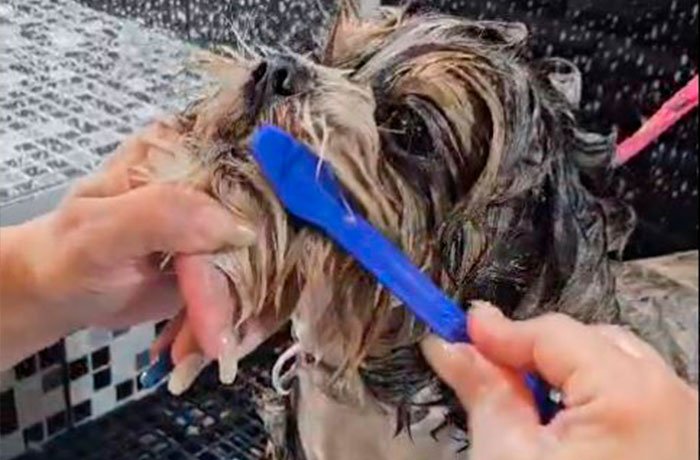 higiene bucal nos pets