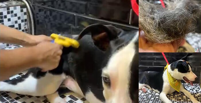remover pelos mortos em cachorros