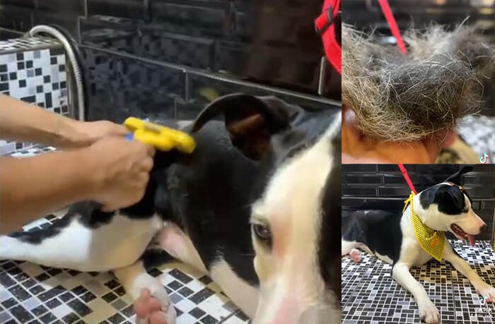 remover pelos mortos em cachorros
